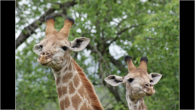 Bahati Caravan Park & Game Farm Bahati Caravan Park & Game Farm