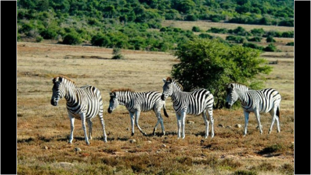 Addo Elephant National Park Addo Elephant National Park