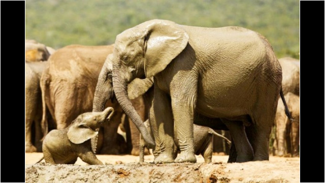 Addo - Wildlife - Elephant