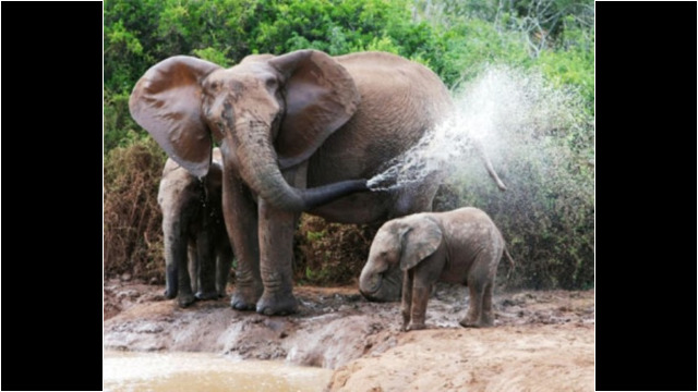 Addo Elephant National Park Addo Elephant National Park
